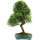 Brush cerry, Bonsai, 14 years, 57cm